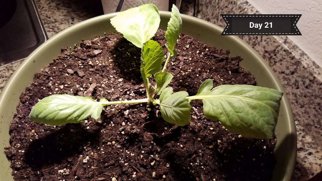 cabbage_day21
