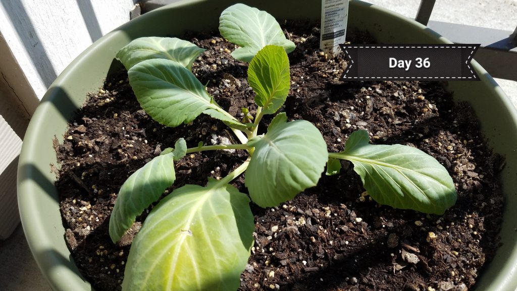 cabbage_day36