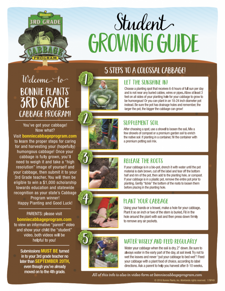cabbage_growing_steps
