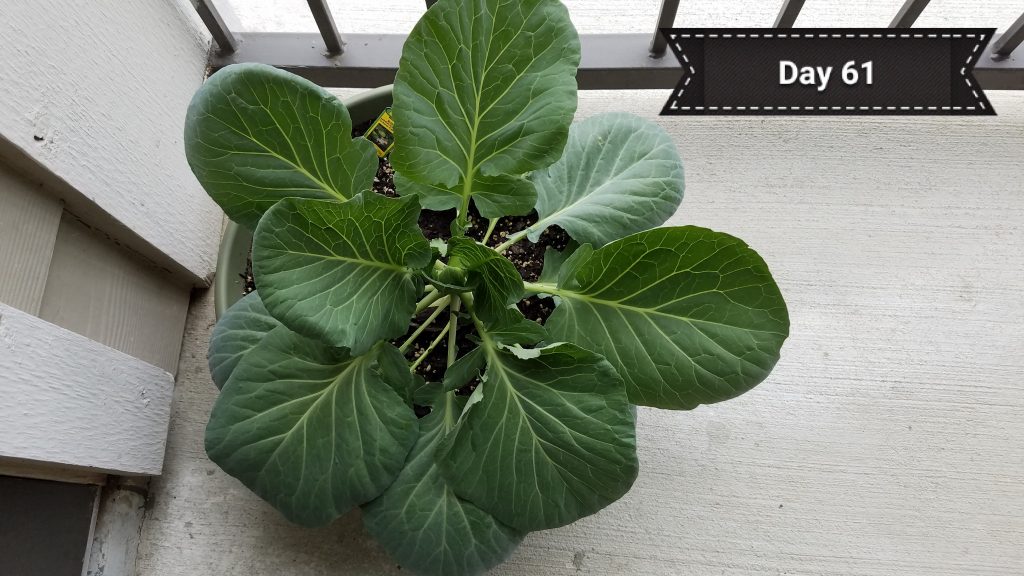 cabbage_day61