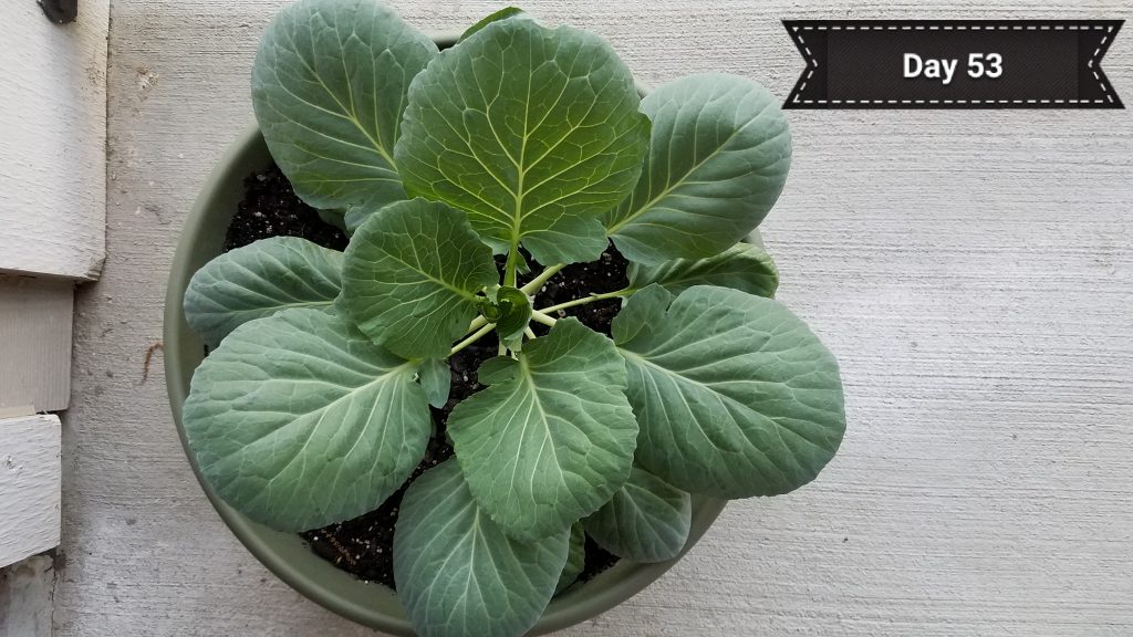 cabbage_day53