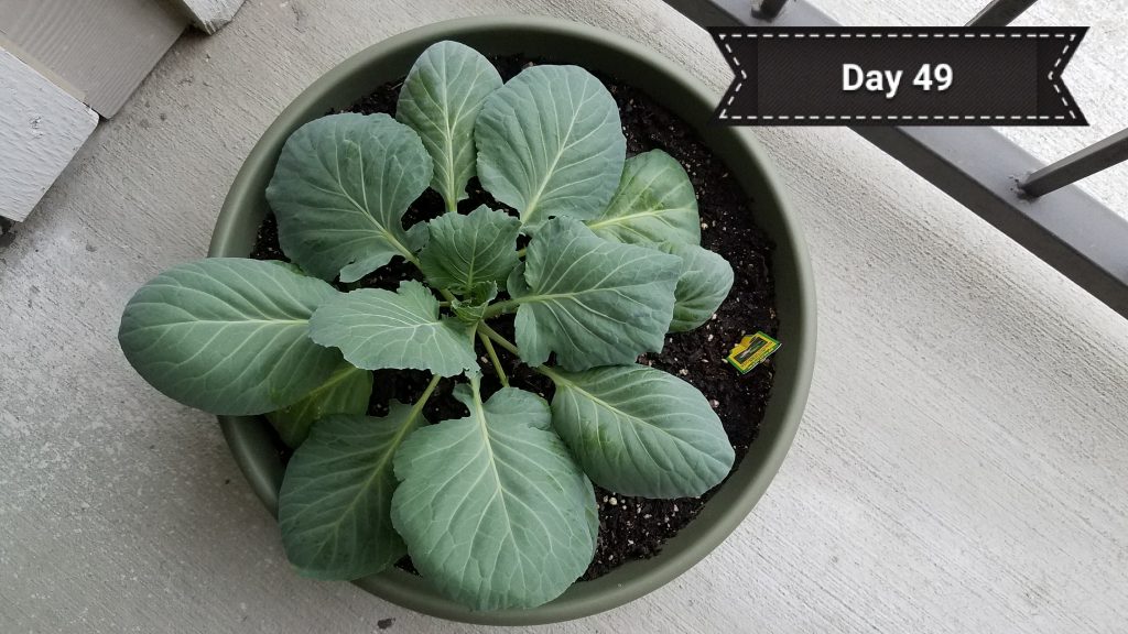 cabbage_day49