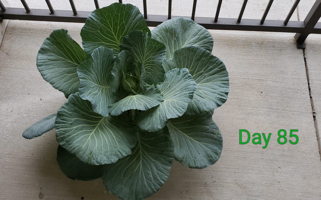 cabbage_day85