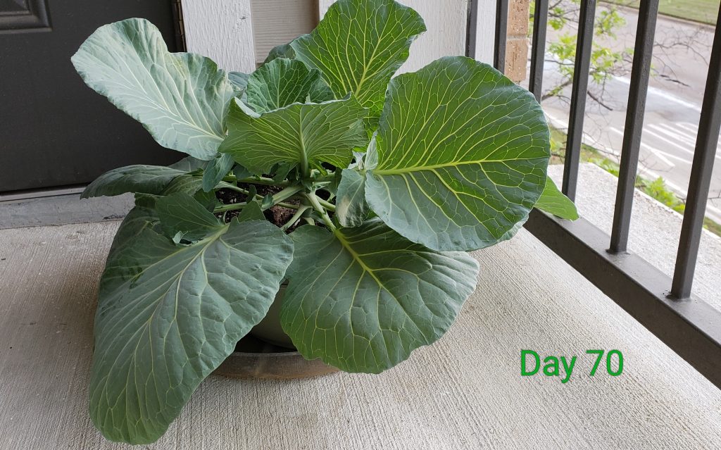 cabbage_side_day70