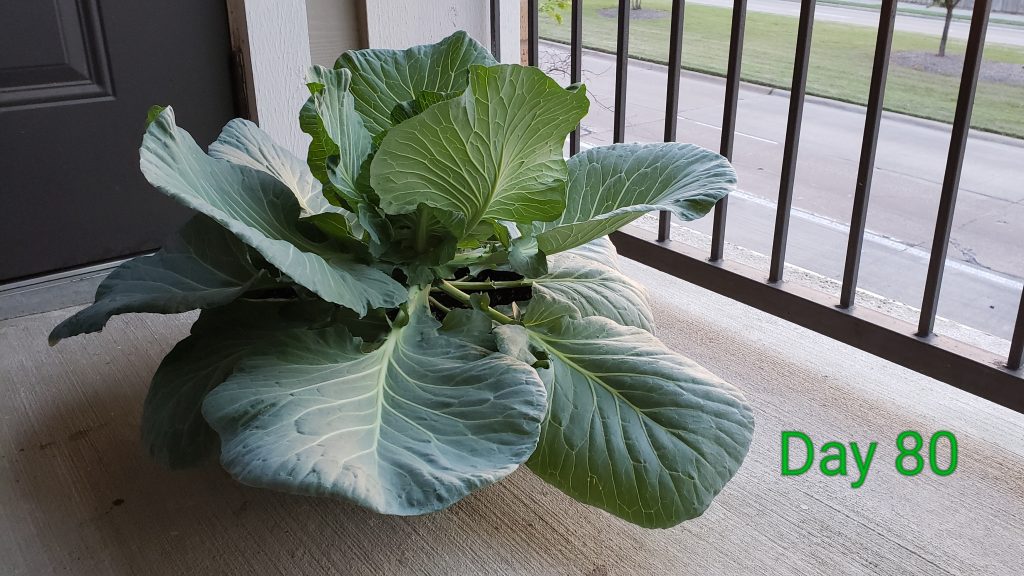 cabbage_side_day80