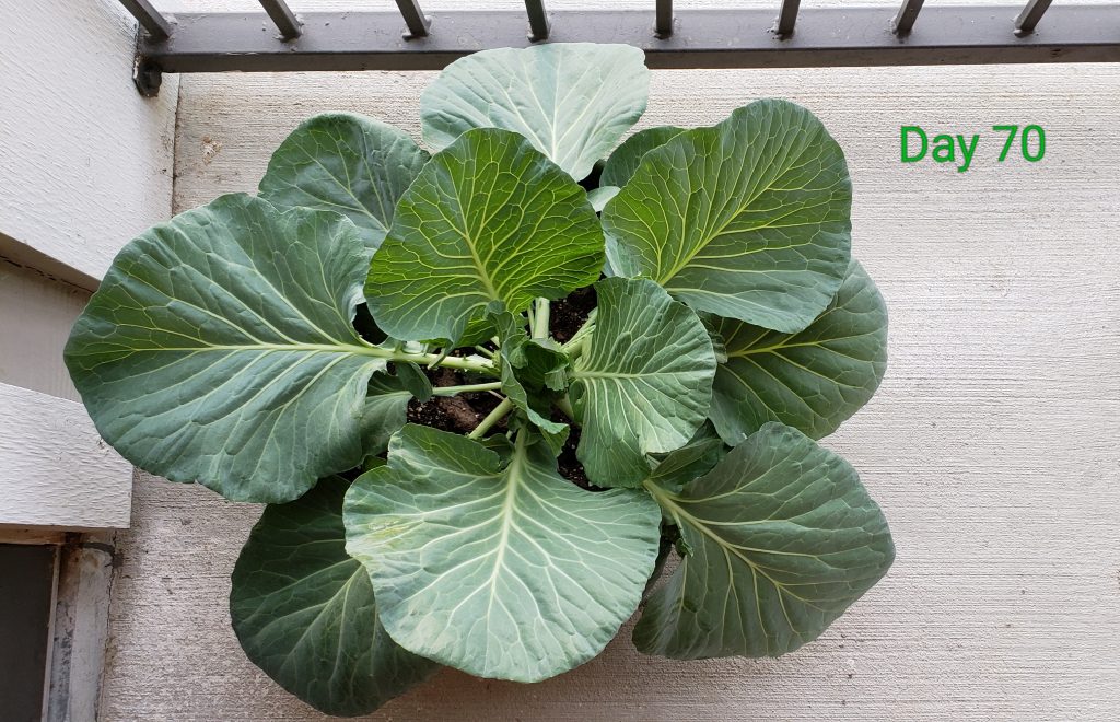 cabbage_top_day70