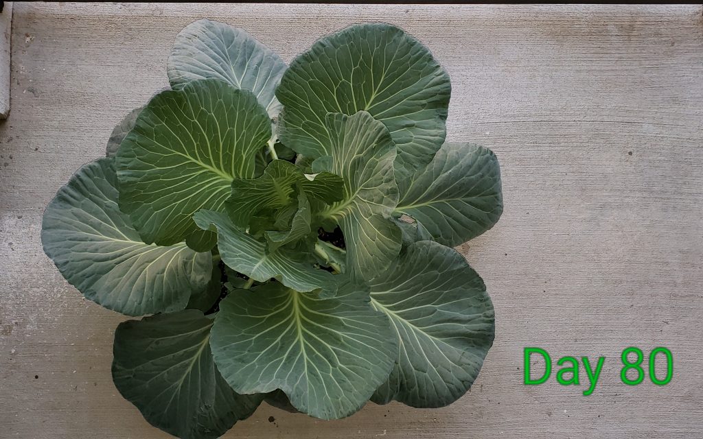 cabbage_top_day80
